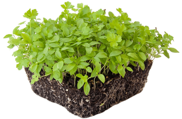 Parsley Microgreens