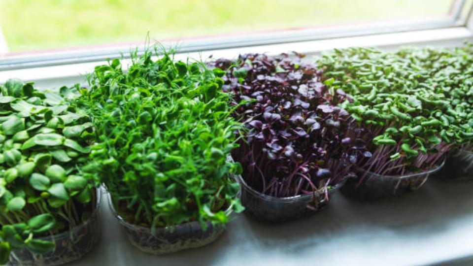 The Best Tasting Microgreens to Grow Today