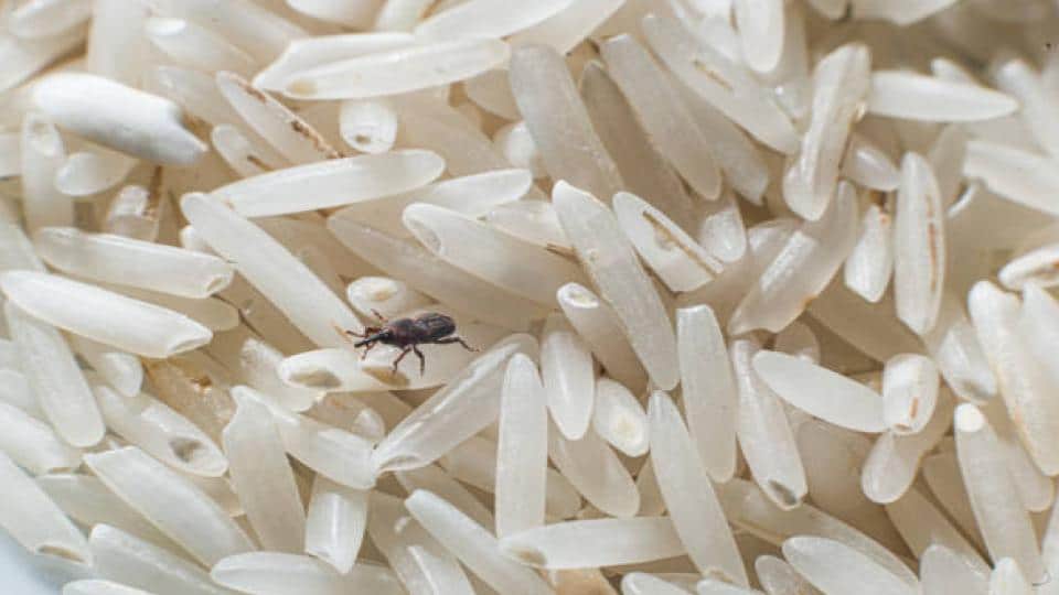 weevil on rice