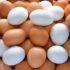 How to Store Fresh Eggs for a Long Time